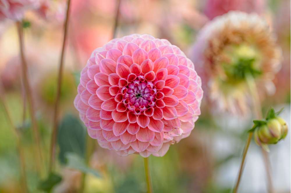 Dahlia 'Natalie G'